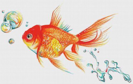 Rainbow Goldfish
